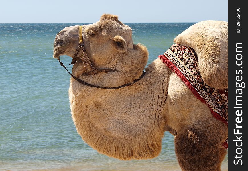Camel head close against the sea and blue sky