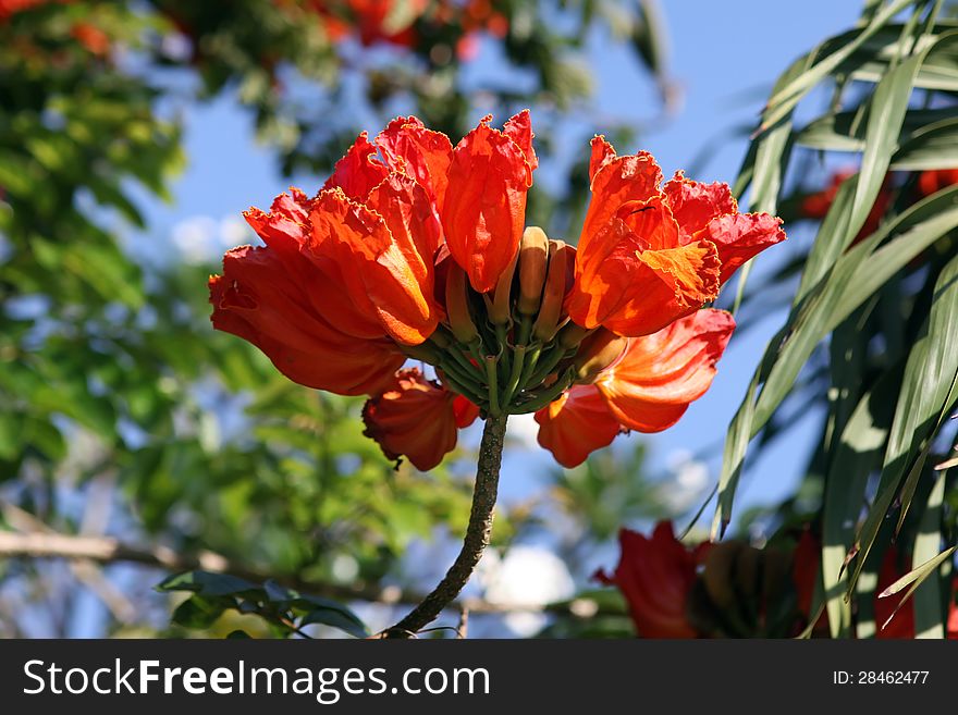 Spathodea flowers and buds. African Tulip Tree. Spathodea flowers and buds. African Tulip Tree