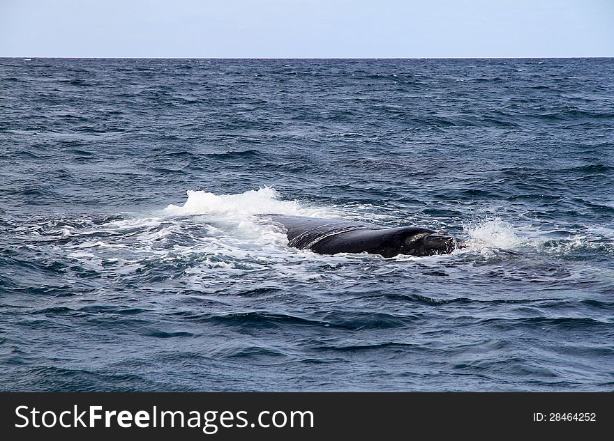 Right Whale In The Atlantic Ocean.