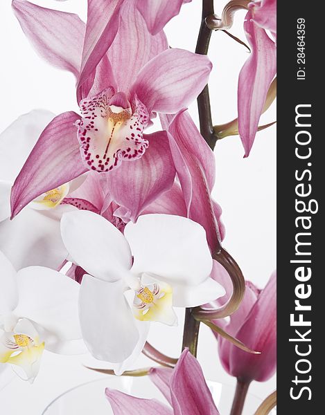 Beautiful pink and white orchids isolated over white background. Beautiful pink and white orchids isolated over white background