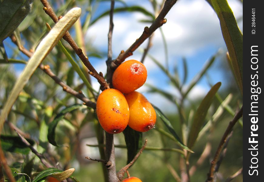 There are sea-buckthorn tree and orange berries