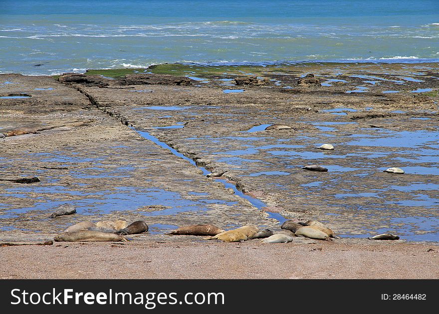 Colony of sea elephants in wild on the coast of the Atlantic Ocean in South America. Travel across Argentina. Colony of sea elephants in wild on the coast of the Atlantic Ocean in South America. Travel across Argentina.