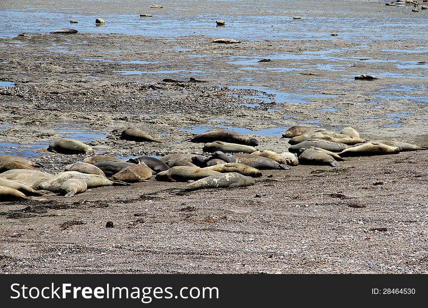 Colony of sea elephants in wild on the coast of the Atlantic Ocean in South America. Travel across Argentina. Colony of sea elephants in wild on the coast of the Atlantic Ocean in South America. Travel across Argentina.