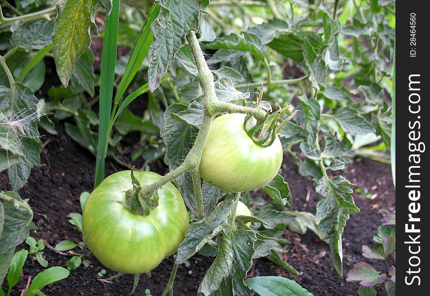 There are tomato, green leaves and black ground