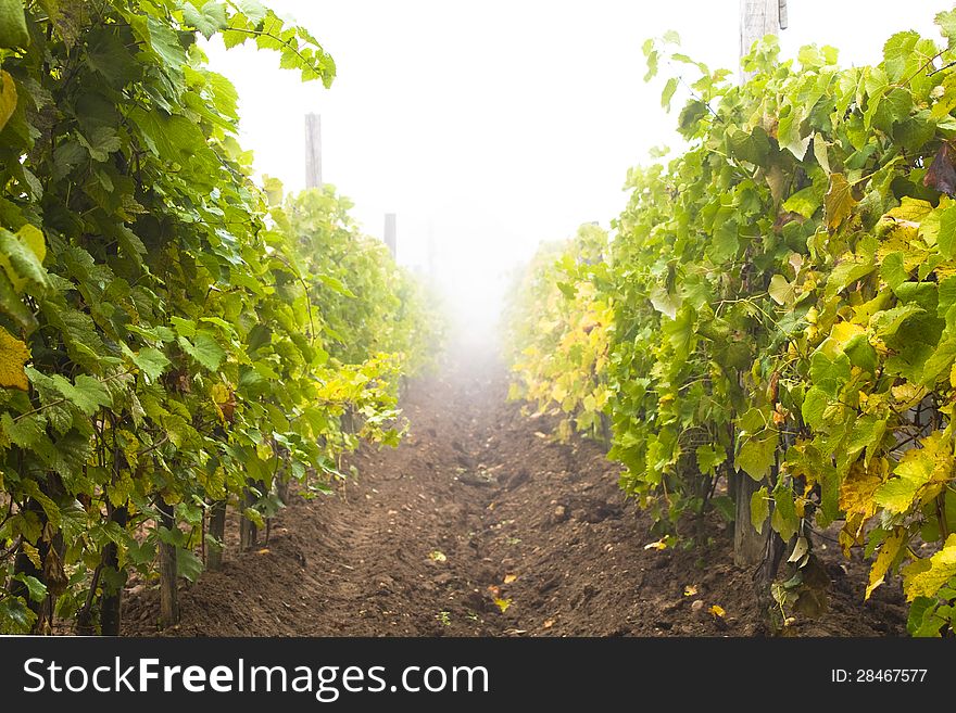 Vine-arbour with grapes in bright fog. Vine-arbour with grapes in bright fog.