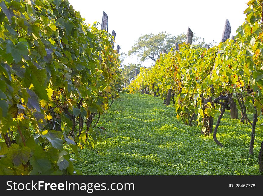 Vine-arbour in late summer on a sunny day.