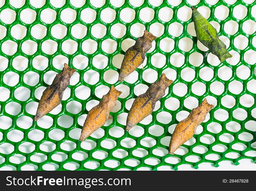 Close up of pupae of lime butterfly on green net