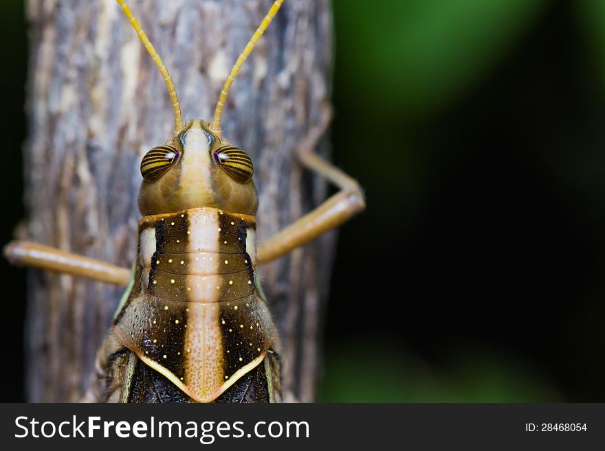 Close up of a big yellow grasshopper. Close up of a big yellow grasshopper