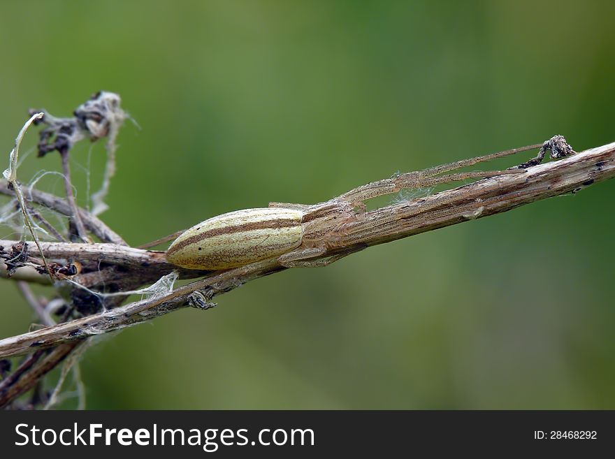 Slender crab spider (Tibellus oblongus) on a dry grass. Lurking prey.