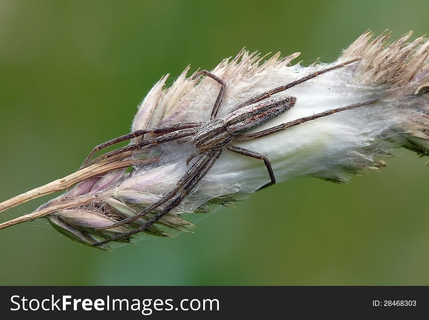 Slender crab spider (Tibellus oblongus) on a dry bent. It keeps the next generation.