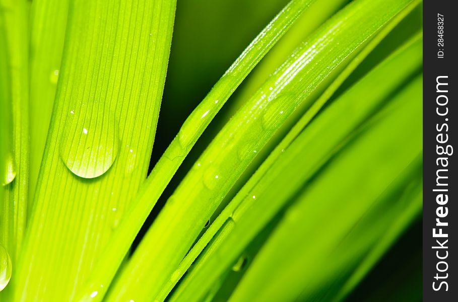 Water Drops On Fresh Green Leaves