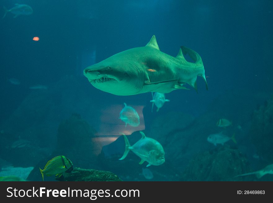 Marine life - Shark and different species of fish in aquarium. Taken in Lisbon oceanario.