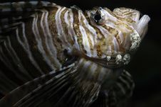 Lionfish Royalty Free Stock Image Lionfish Royalty Free Stock Image