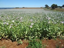 Pharmaceutical Opium Poppy Field, Tasmania, Australia Royalty Free Stock Image