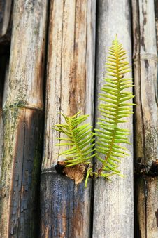 Young Plant And Decaying Bamboo Royalty Free Stock Photo Young Plant And Decaying Bamboo Royalty Free Stock Photo