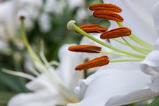 White Lilly Royalty Free Stock Photography
