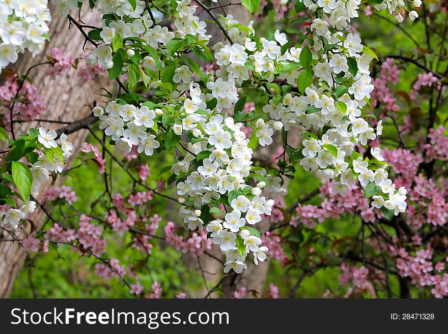 White and Pink Apple Blossom tree