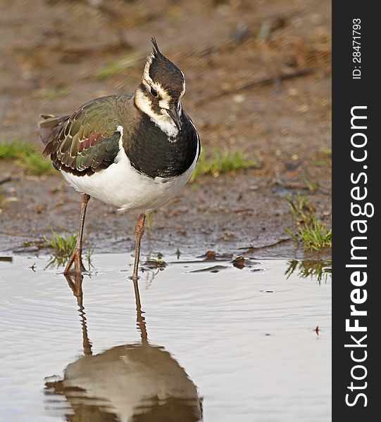 This Northern Lapwing was seen at Bridgewater, Massachusetts, far from its home in Europe.