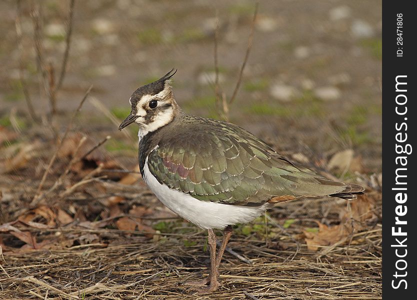 This Northern Lapwing was seen at Bridgewater, Massachusetts, far from its home in Europe.