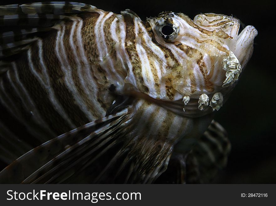 Pterois Antennata, commonly known as lionfish. One of the most dangerous and poisonous fishes.