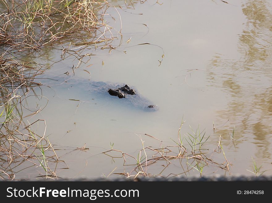 Crocodile in water is Waiting food This area. Crocodile in water is Waiting food This area.