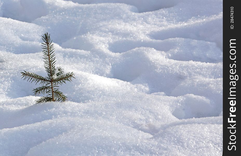 A young pine sapling stands  in the snow. A young pine sapling stands  in the snow