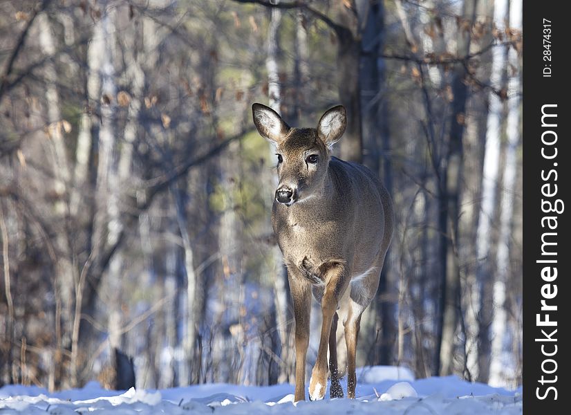 Whitetail doe emerges from a forest and walks through the snow. Whitetail doe emerges from a forest and walks through the snow.