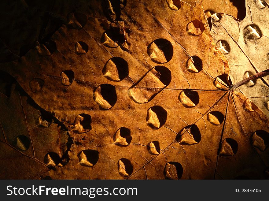 Closeup of water drops on brown autumn leaves. Nice background. Closeup of water drops on brown autumn leaves. Nice background