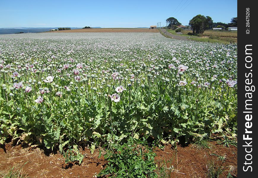 Pharmaceutical opium poppy field, Tasmania, Australia