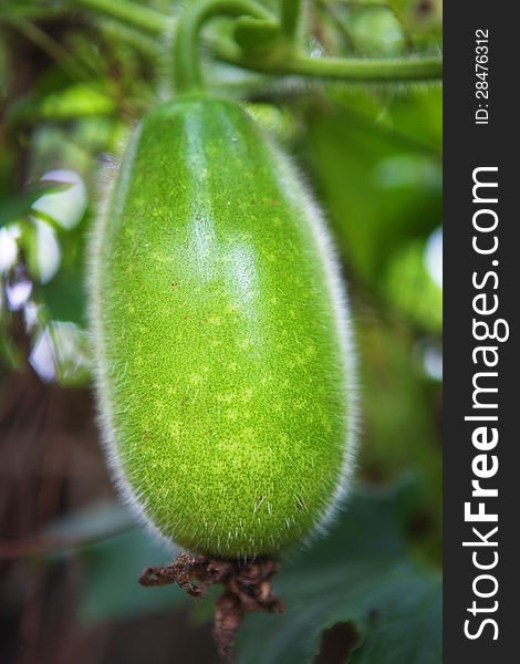 Close-up of a melon with rattan. Close-up of a melon with rattan