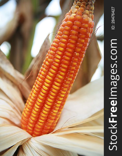 Close-up of a ripened corn