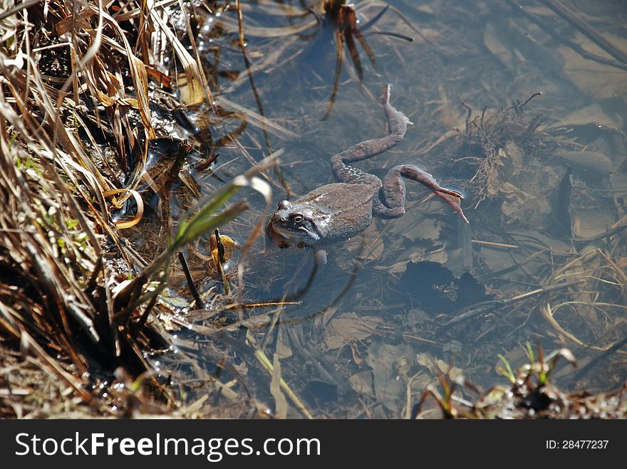 Spring frog. The first sun-baths.