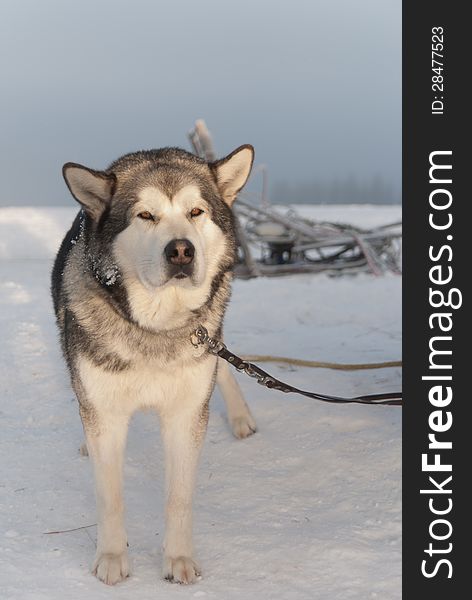 Alaskan malamute dog and sled