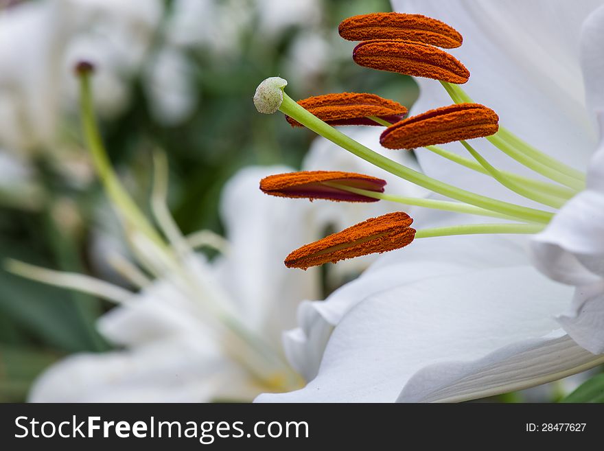 White lilly flower beautiful floral