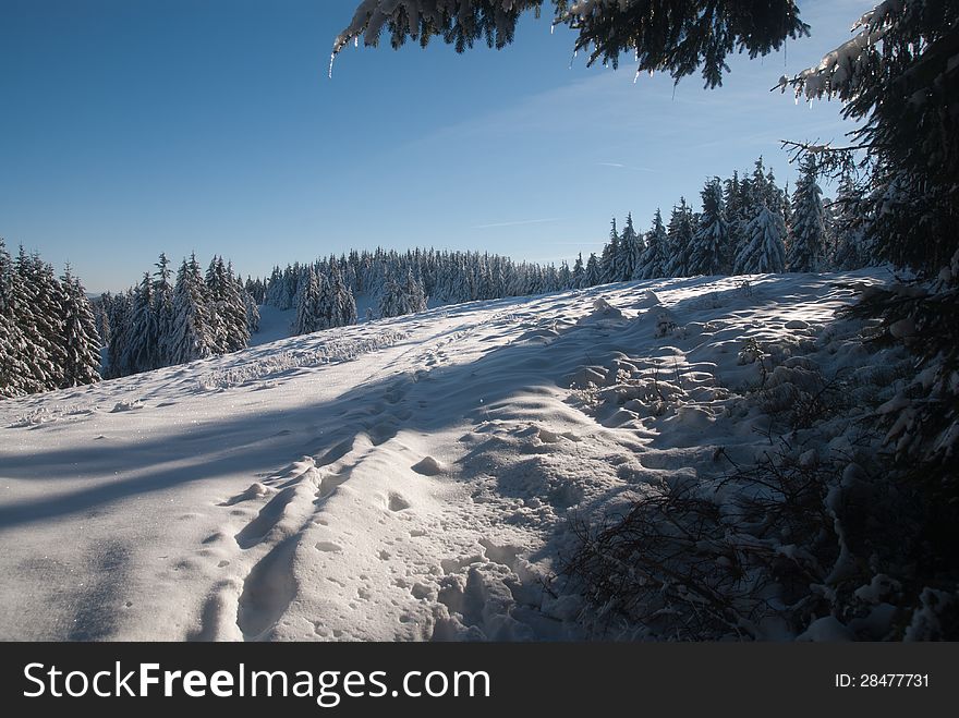 Winter landscape with snowy pines, blue sky and snowed hill
