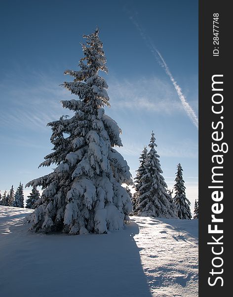 Winter landscape with snowy pines, blue sky and snowed hill