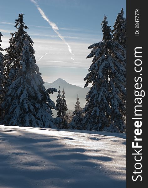 Winter landscape with snowy pines, blue sky and snowed hill