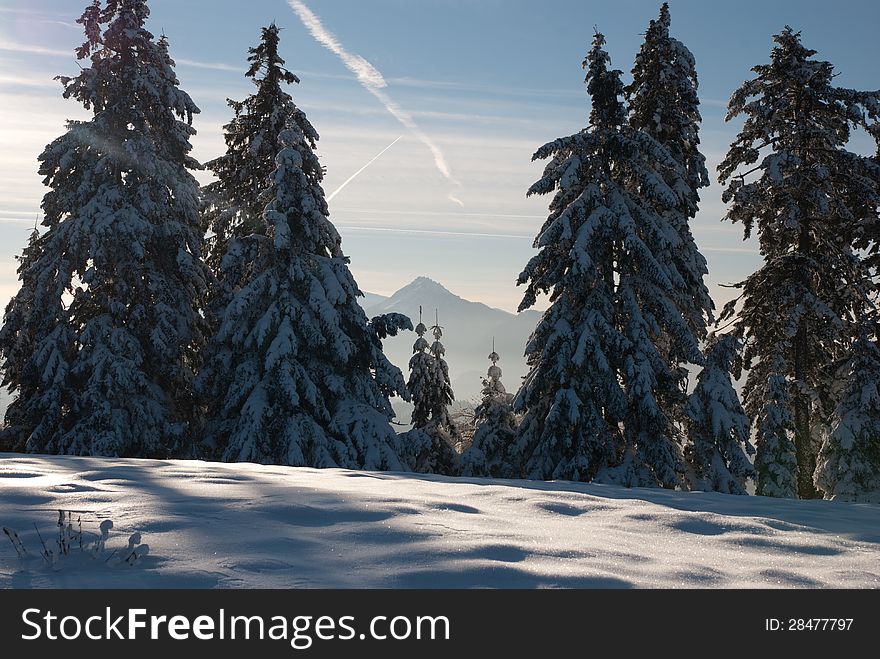 Winter landscape with snowy pines, blue sky and snowed hill