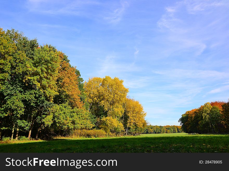 Nature landscape with trees and a meadow in a forest clearing. Nature landscape with trees and a meadow in a forest clearing