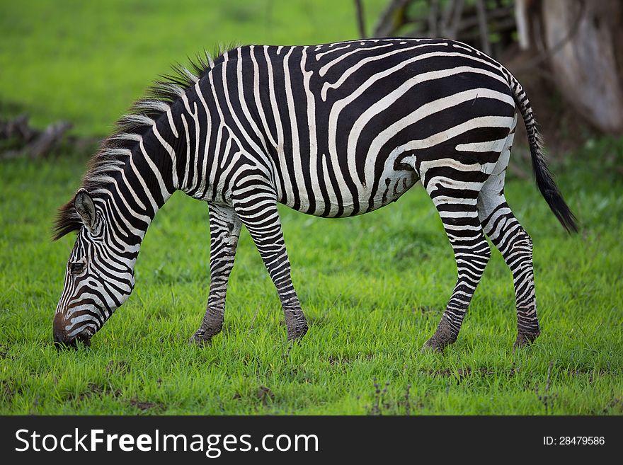 Zebra Grazing