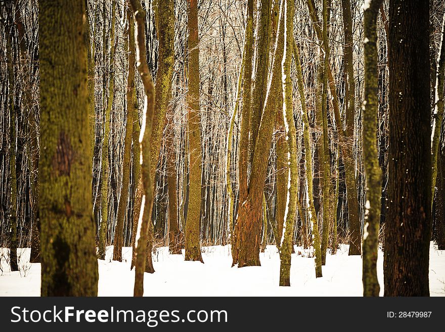 Forest trees at winter season. Forest trees at winter season