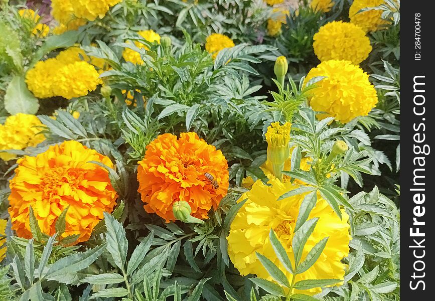 yellow and orange flowers of Tagetes marigolds