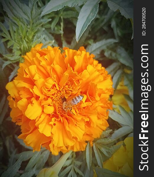 Orange petals of Tagetes marigold on which a bee is sitting