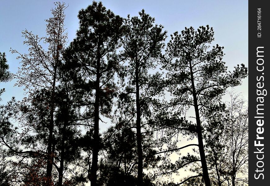 silhouette of trees in a forest