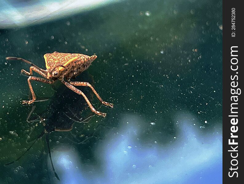 A bug on a windshield
