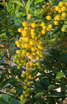 Yellow-golden Berry Fruit Stock Image Yellow-golden Berry Fruit Stock Image