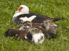 Duck With Ducklings Stock Photos