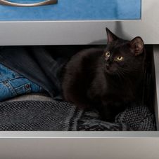 Black Kitten In The Open Drawer Stock Photos Black Kitten In The Open Drawer Stock Photos