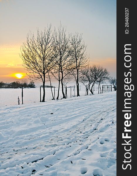 Winter sunset, with snow and trees. Winter sunset, with snow and trees