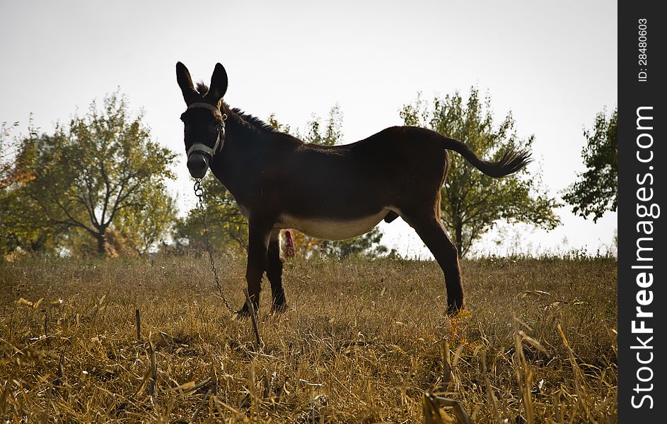 Donkey On Field